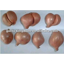 New crop Chinese fresh red shallot